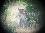 14842 Lion through binoculars.jpg